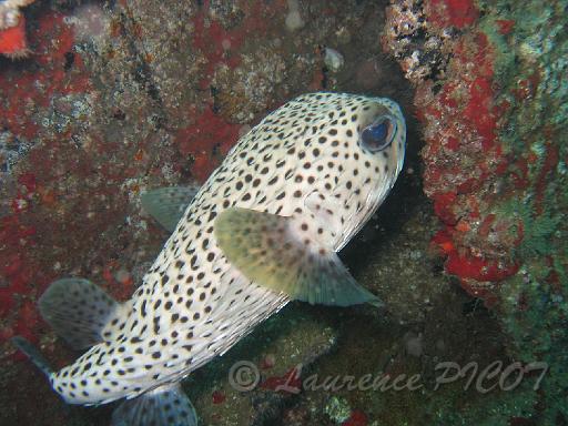Diodon hystrix.JPG